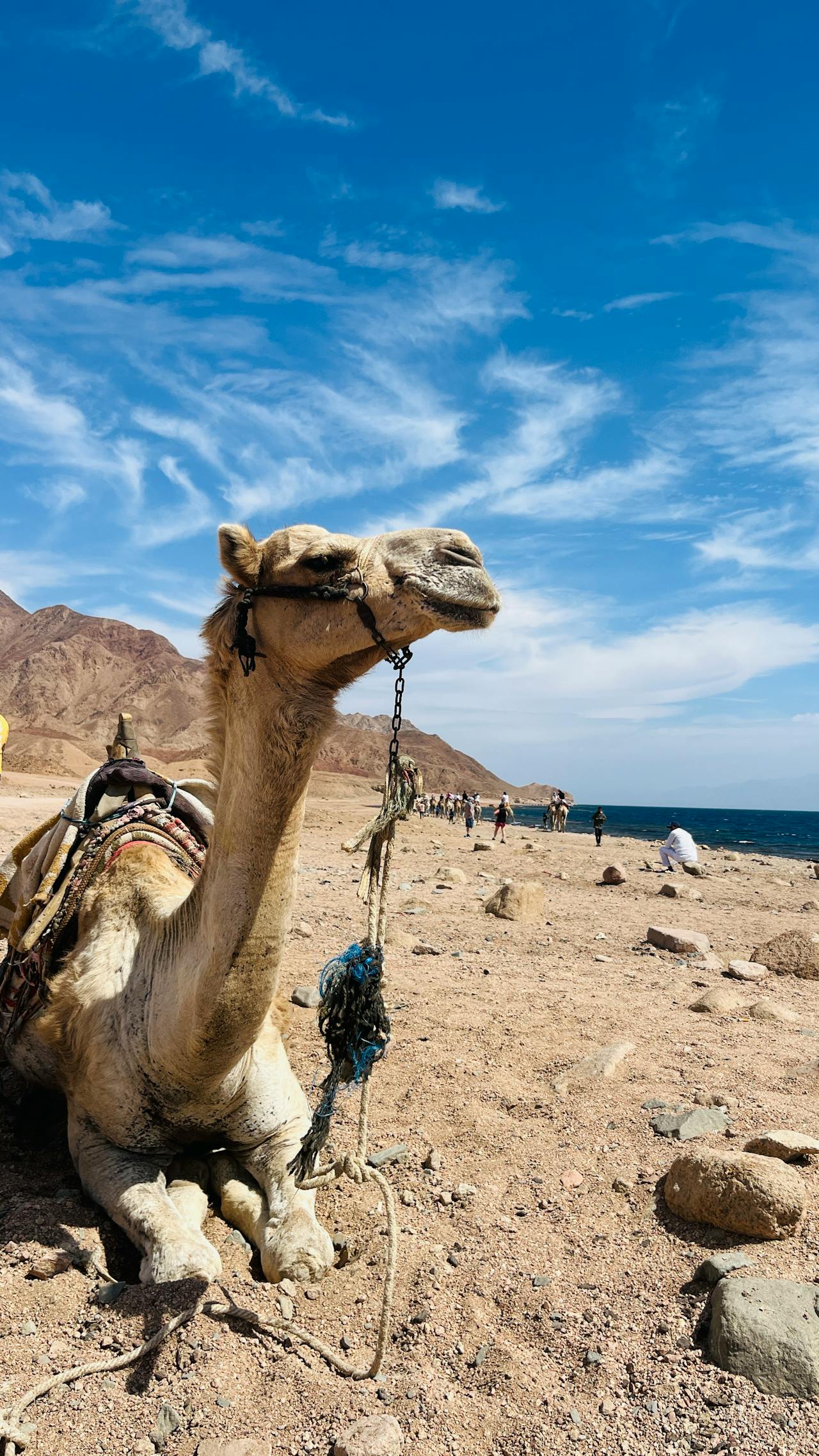 Camel Resting